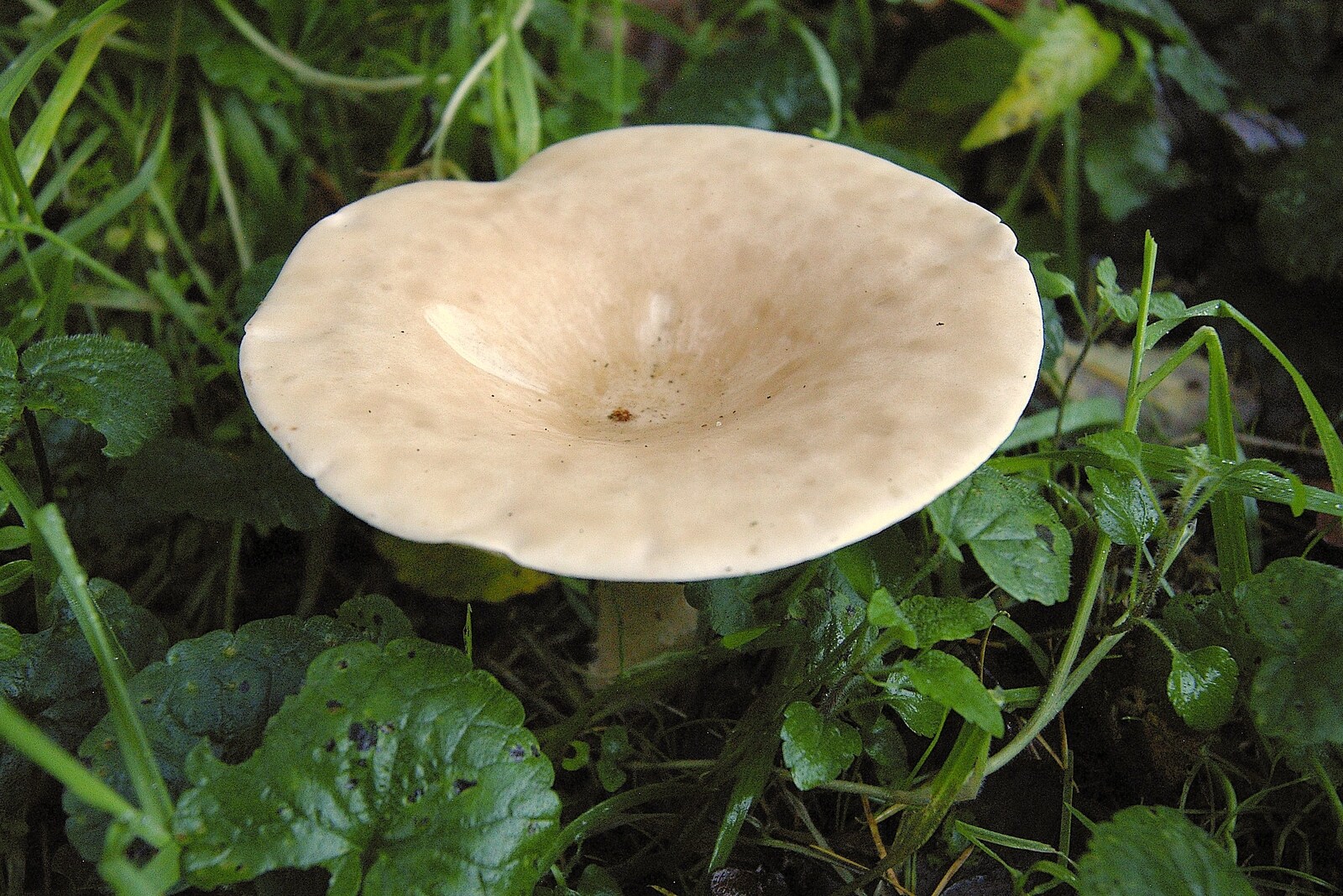 A solitary mushroom