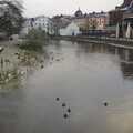 Ducks on Uppsala's river