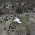 A swan thrashes its wings