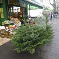 The world's stumpiest Christmas tree