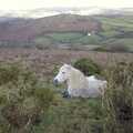 A Dartmoor pony takes a break
