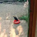 A blackbird steals mog-nosh from Florence's bowl, Brockenhurst College Exams and Miscellany, Barton on Sea, Hampshire - 10th June 1985