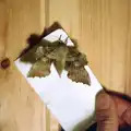 A giant moth, Brockenhurst College Exams and Miscellany, Barton on Sea, Hampshire - 10th June 1985