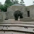 Elephants at Cricket St. Thomas, Brockenhurst College Exams and Miscellany, Barton on Sea, Hampshire - 10th June 1985