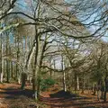 A winter wood in the Plym Valley, Uni: A Ride on the Plym Valley Cycle Path, Plymstock, Devon - 26th February 1989