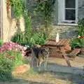 Marty roams around, Summer Days on Pitt Farm, Harbertonford, Devon - 17th July 1989