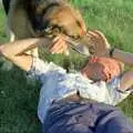 Nosher gets a lick, Summer Days on Pitt Farm, Harbertonford, Devon - 17th July 1989