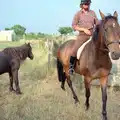 A companion pony and oberon, Summer Days on Pitt Farm, Harbertonford, Devon - 17th July 1989