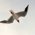 A seagull flies overhead, Back from Uni: Yarmouth, Alum Bay and Barton-on-sea, Hampshire - 23rd July 1989