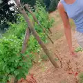 An accidental shot of Angela and some vines, Back From Uni: Summer Pruning, Bransgore, Dorset - 25th July 1989