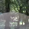 Some deer in the New Forest, A Walk in the New Forest, Hampshire - 27th July 1989