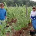 Neil and Caroline pick grapes, Harrow Vineyard Harvest and Wootton Winery, Dorset and Somerset - 5th September 1989