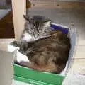 Sophie in a box, Spammy's Barbeque and A Summer Miscellany - 1st June 2002