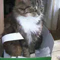 More cat-in-a-box, Spammy's Barbeque and A Summer Miscellany - 1st June 2002