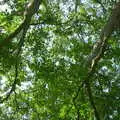 A view up the walnut tree, BSCC Rides, Petanque at the Swan and July Miscellany - 21st July 2002