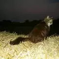 The laser-eyed Soph Bags on a straw bale, BSCC Rides, Petanque at the Swan and July Miscellany - 21st July 2002