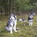 Furry huskies in the forest, A day at the Husky Races, Lakenheath, Suffolk - 29th February 2004