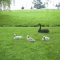 A black swan with some fluffy cygnets, A Trip Around Leeds Castle, Maidstone, Kent - 9th May 2004