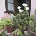 Brenda's cacti are in full flower, The BBs do Gissing Hall, and a Night in the Garden, Brome, Suffolk - 14th May 2004