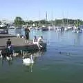 Swans float about, Cowes Weekend, Cowes, Isle of Wight - 7th August 2004