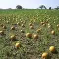 A field of pumpkins, A BSCC Splinter Group Camping Trip, Shottisham, Suffolk - 13th August 2004