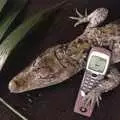 The cayman makes a call on a Nokia, A 3G Lab/Trigenix Miscellany, Matrix House, Cambridge - 25th September 2004
