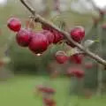 Wet berries, The BBs Rehearse and the WI Market, Diss, Norfolk - 9th November 2004