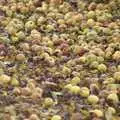 A carpet of windfall apples, The BBs Rehearse and the WI Market, Diss, Norfolk - 9th November 2004