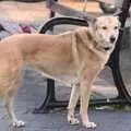 A dog poses for a photo, The BBs Rehearse and the WI Market, Diss, Norfolk - 9th November 2004