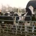 In the cow pen again, Saturday Moos and a Wander Round the Cowshed, Thrandeston, Suffolk - 11th December 2004