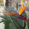 A funky flower, A Trip to San Diego, California, USA - 11th January 2005