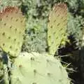 A prickly pear looks like a certain litigious mouse, A Trip to San Diego, California, USA - 11th January 2005