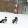 A couple of ducks waddle around, Wendy Leaves "The Lab" and a Snow Day, Cambridge and Brome - 25th February 2005