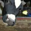 A curious Fresian bullock peers out from his stall, Wavy and the Milking Room, Dairy Farm, Thrandeston, Suffolk - 28th March 2005