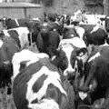 A herd of Fresians mill around in the yard, Wavy and the Milking Room, Dairy Farm, Thrandeston, Suffolk - 28th March 2005