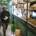 Wavy in the shed, Wavy and the Milking Room, Dairy Farm, Thrandeston, Suffolk - 28th March 2005