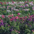 A field full of flowers, Music at the Waterfront and Upstairs at Revolution Records, Diss - 8th May 2005