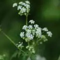 Cow parsley flowers, Music at the Waterfront and Upstairs at Revolution Records, Diss - 8th May 2005