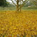 a carpet of golden leaves, Music at the Waterfront and Upstairs at Revolution Records, Diss - 8th May 2005