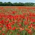 A field of red poppies in Wetherden, Music at the Waterfront and Upstairs at Revolution Records, Diss - 8th May 2005