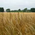 A field of barley, Music at the Waterfront and Upstairs at Revolution Records, Diss - 8th May 2005