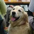 A nice golden retriever, A Combine Harvester and the Pig Roast, Thrandeston, Suffolk - 26th June 2005