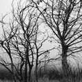 Burned-out shrubs, Route 78: A Drive Around the San Diego Mountains, California, US - 9th August 2005