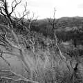 More skeletal trees, Route 78: A Drive Around the San Diego Mountains, California, US - 9th August 2005