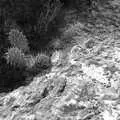 Prickly Pear cactus, Route 78: A Drive Around the San Diego Mountains, California, US - 9th August 2005