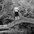 A strange feral boy waits in a tree, Qualcomm goes Punting on the Cam, Grantchester Meadows, Cambridge - 18th August 2005