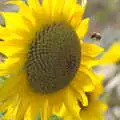 A bee does its thing, Brome Village VE/VJ Celebrations, The Village Hall, Brome, Suffolk  - 4th September 2005