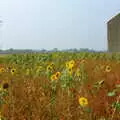 A Denham sunflower field, Brome Village VE/VJ Celebrations, The Village Hall, Brome, Suffolk  - 4th September 2005