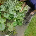 Andrew's marrows, Cambridge Floods, Curry Night and an Ipswich Monsoon - 10th September 2005
