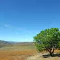 A solitary actually-green tree, California Desert: El Centro, Imperial Valley, California, US - 24th September 2005
